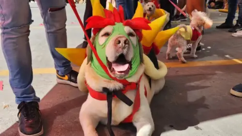 Desfile de Mascotas